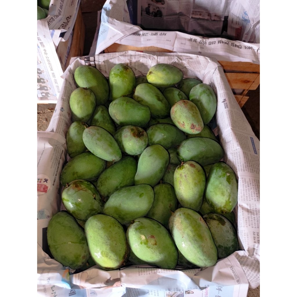 mangga gadung mentah 1kg