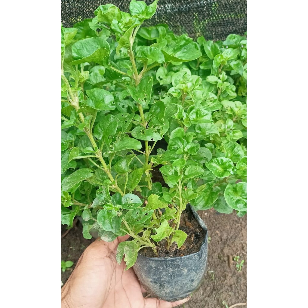 Bibit bayam Brazil | Bayam Brazil Organik | Sayuran organik