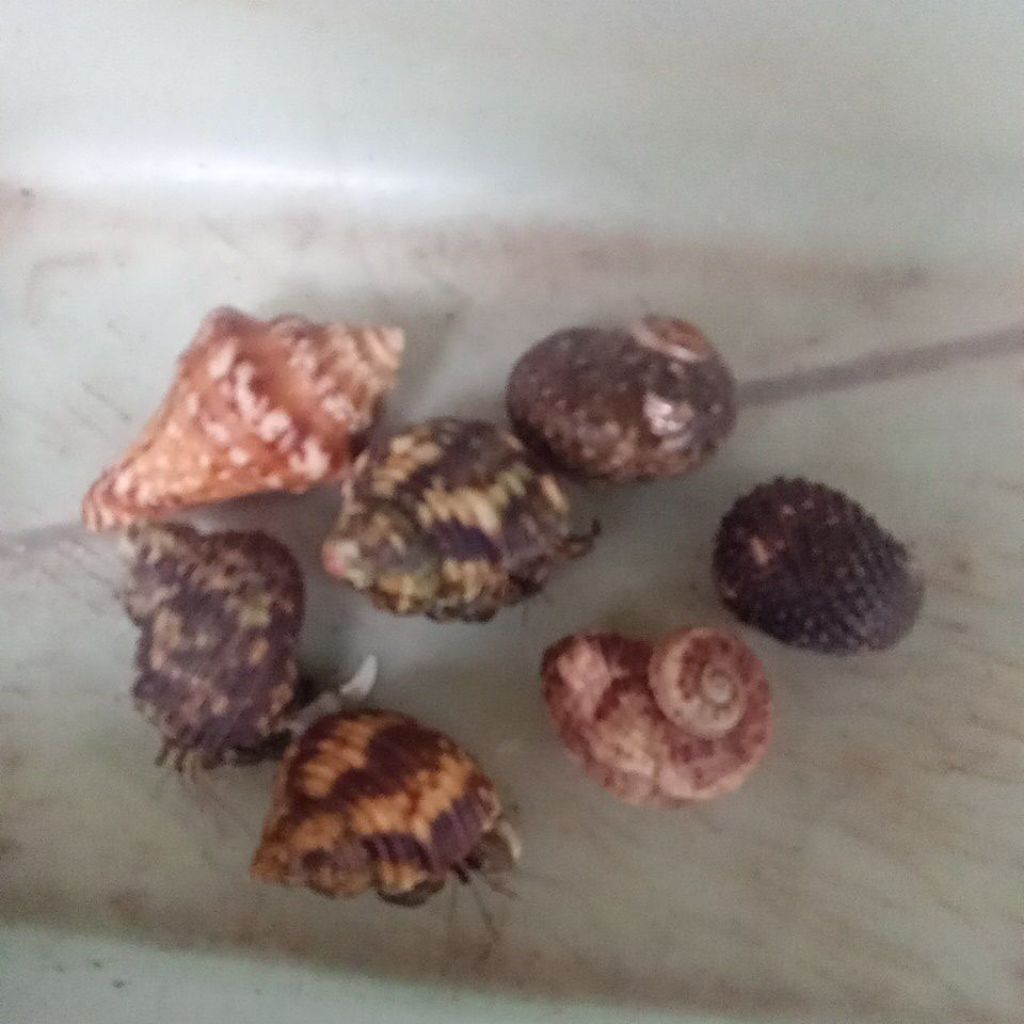 Kelomang darat cangkang rugos isi 6 ekor