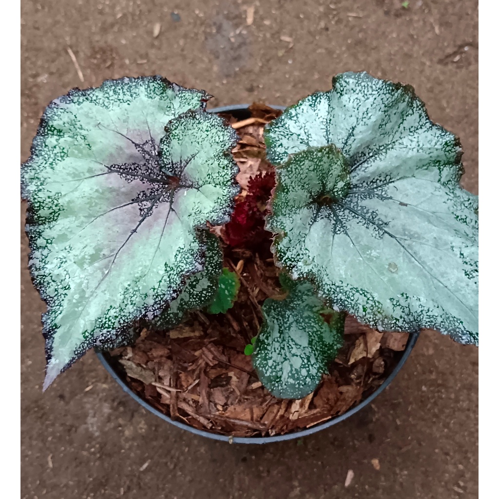 BEGONIA REX "KEONG SILVER"