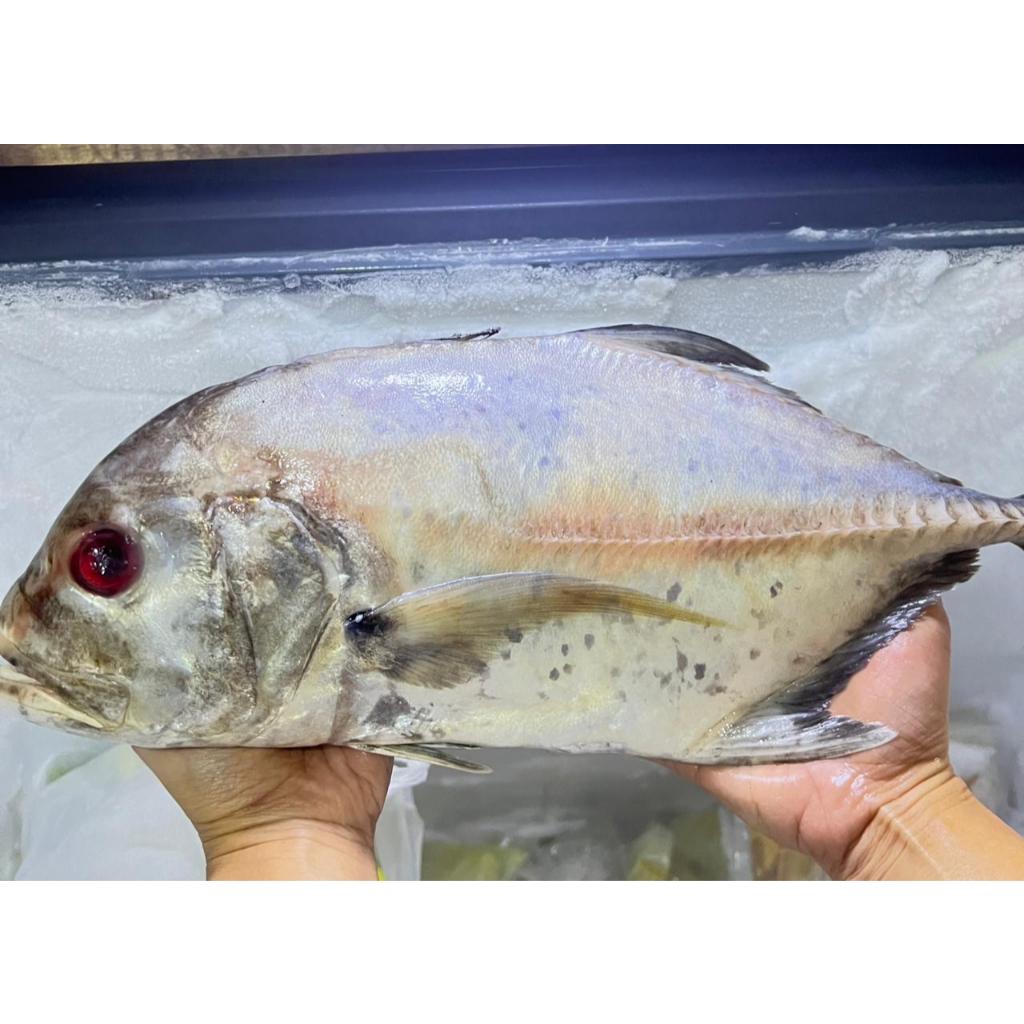 Ikan Kuwe Segar 1Kg Isi 1 Ekor Sayur Freshmart Bandung