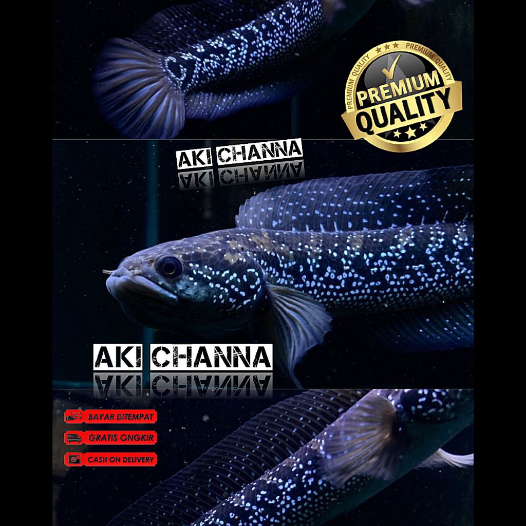 Channa Asiatica Ws Full Spot,Channa Asiatica White Spot Full Spot Size 14-16Cm Bahan Progres