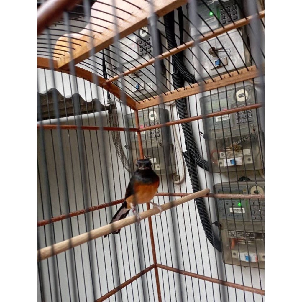 murai batu betina siapan