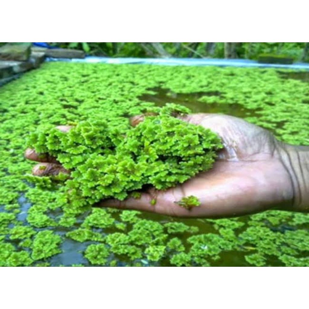 Bibit Azolla