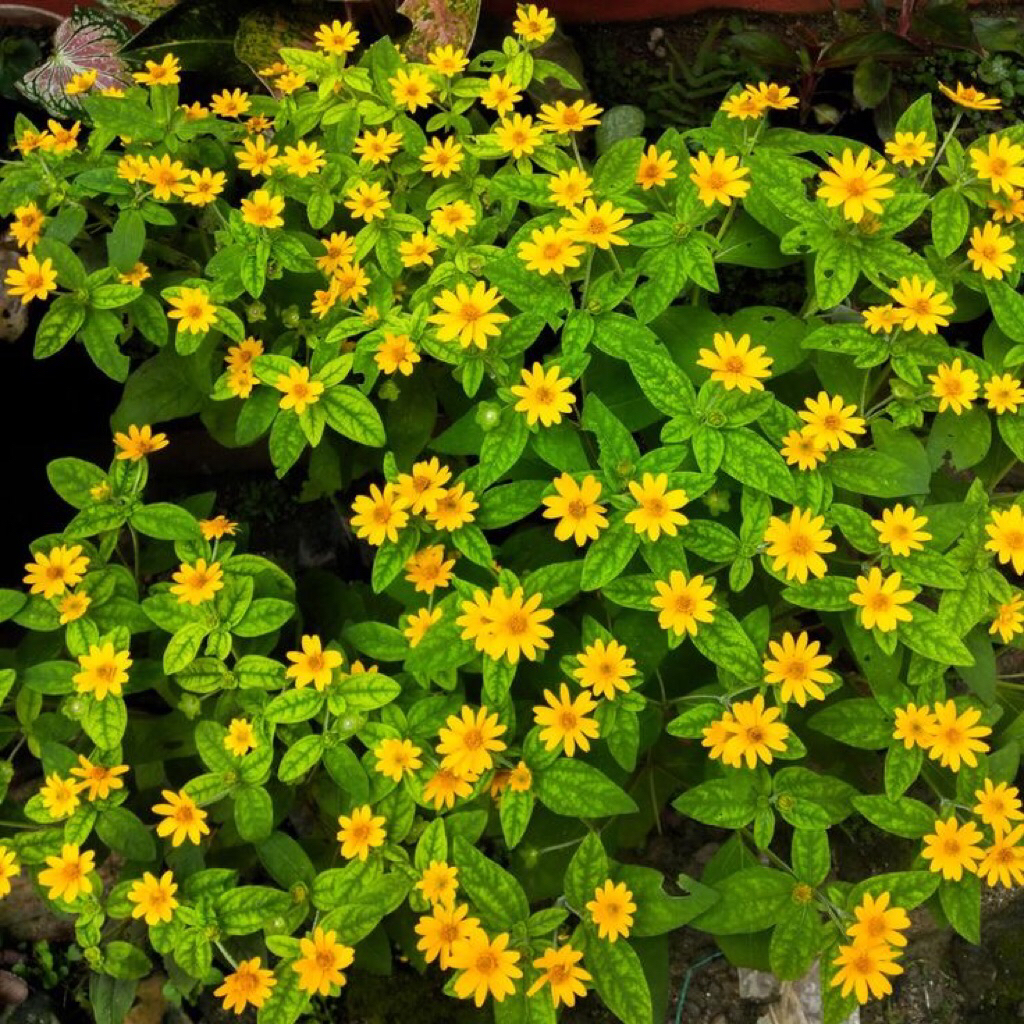 Tanaman Hias Bunga Matahari Mini Tanaman Hias Bunga Matahari Kecil Rimbun Sudah Berakar
