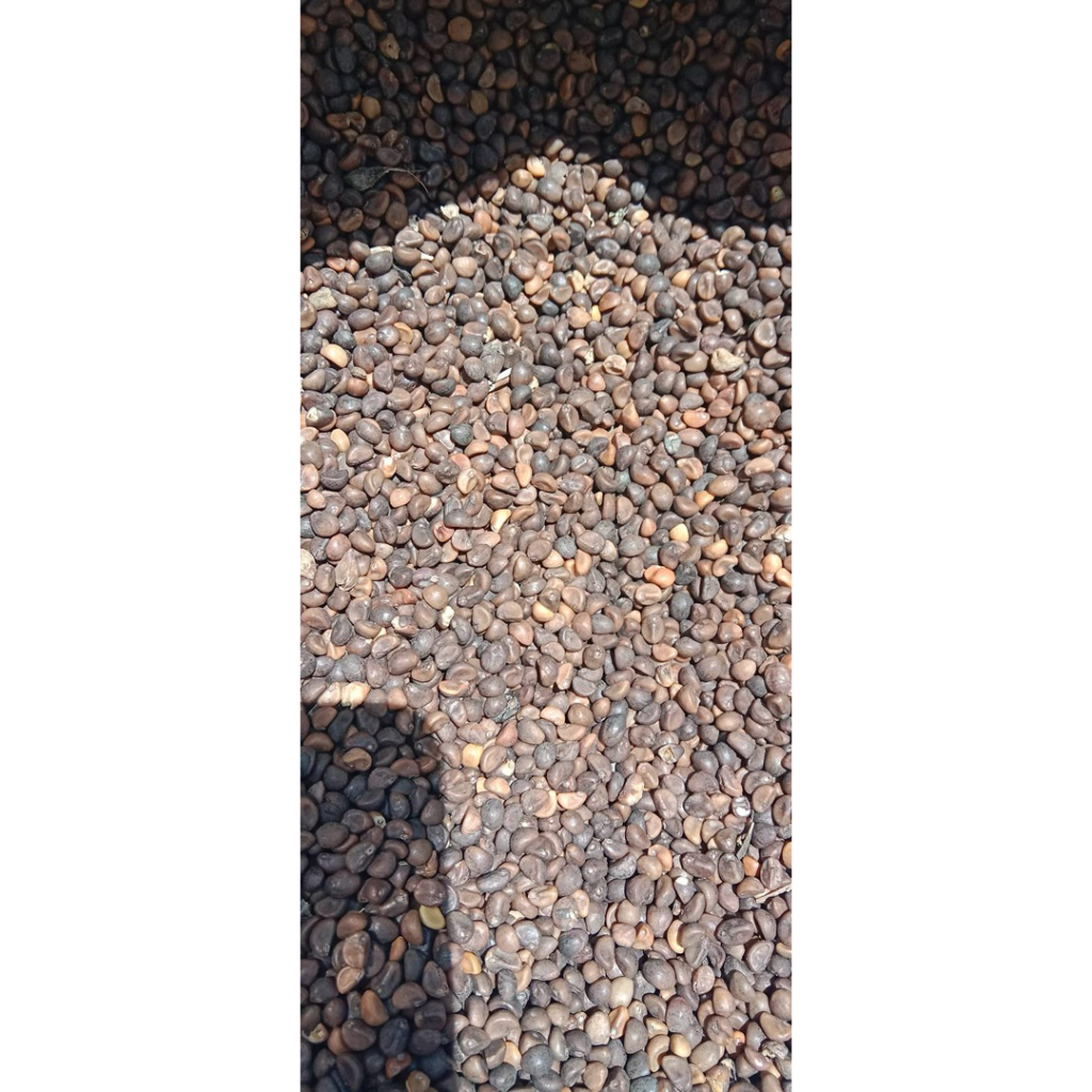 1Kg Benih Kangkung Daun Sempit