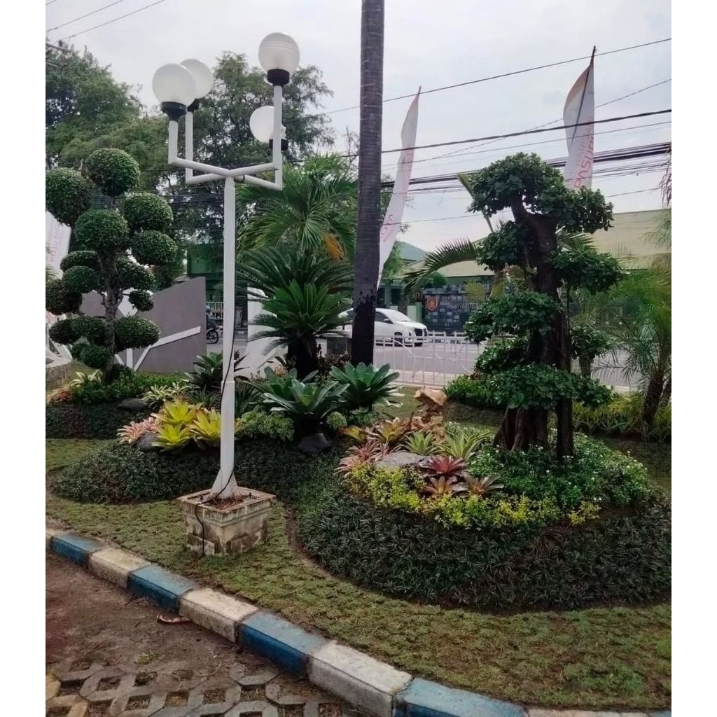 pembuatan taman depan rumah/bonsai elegan bonsai serut/tamanan kecil/rumput batu belondos dll
