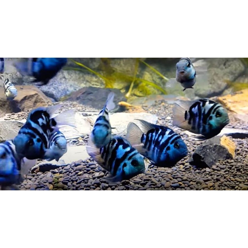 HIASAN-cichlid convict blue pollar/pollar parrot-paket 10ekor