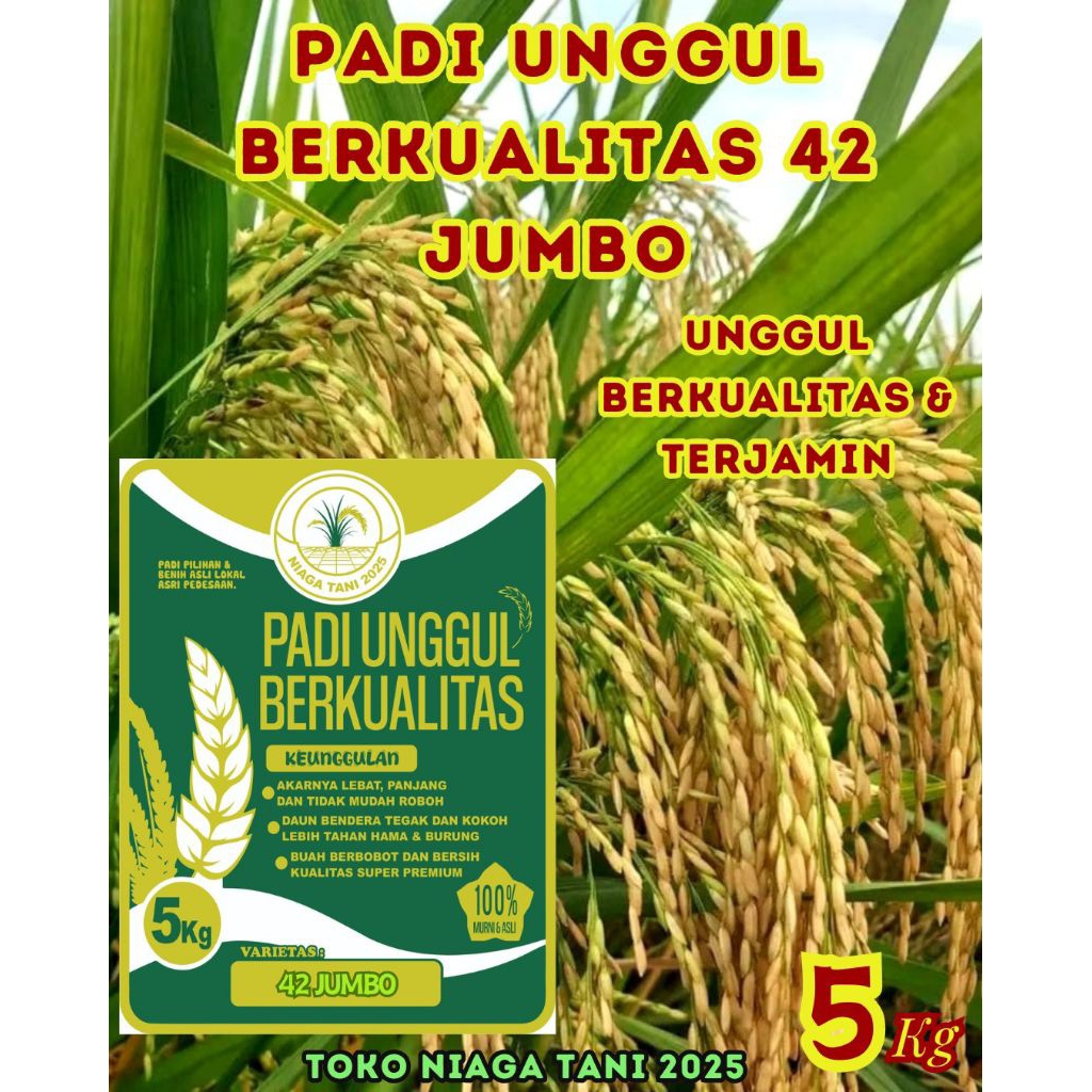 padi unggul inpari 42 jumbo