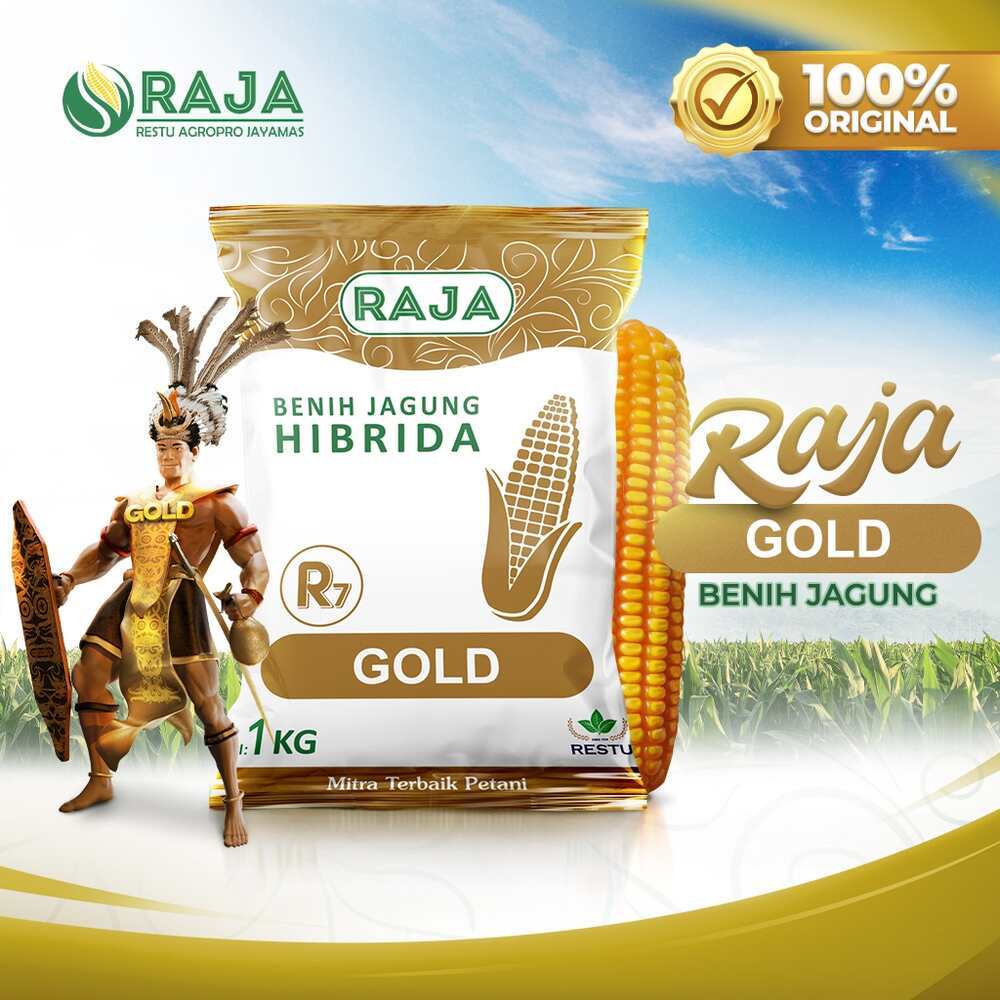 Benih Jagung Hibrida RAJA R7 Gold – 1kg