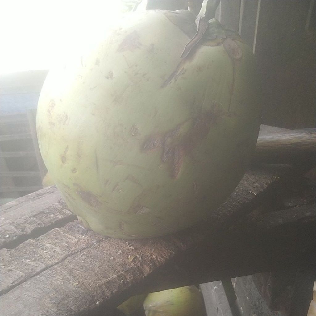 Kelapa ijo asli buat obat
