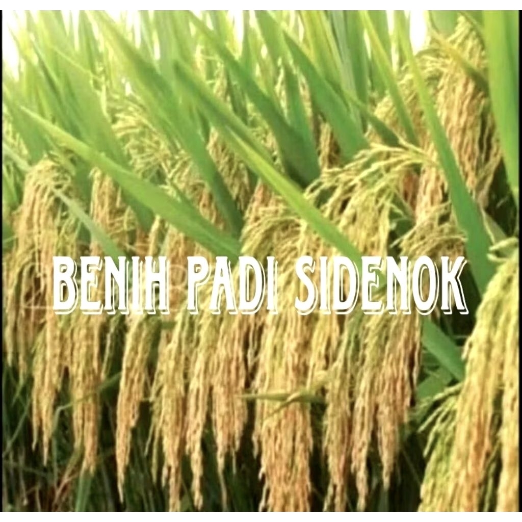 BENIH PADI SIDENOK SUPER UNGGUL 1KG