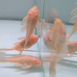 Gibiceps Pleco - Sapu sapu Mentega Tankmate Terbaik - Garansi Pengiriman