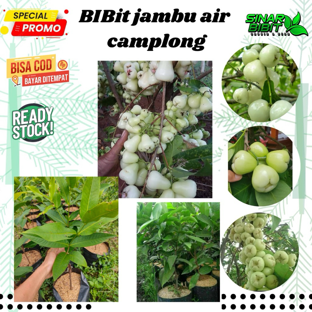 jambu air jenis  camplong