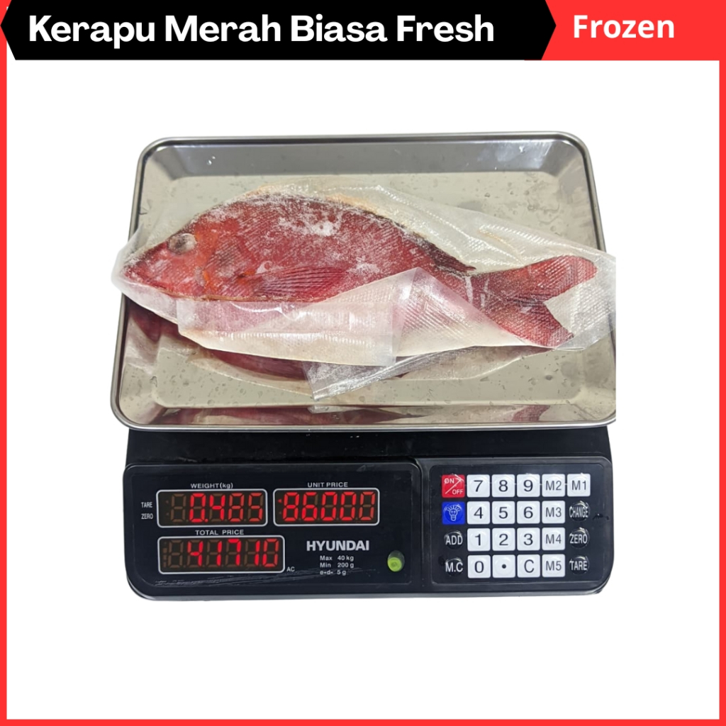 Ikan Kerapu Merah Segar ,, Kerapu Sunu Merah Frozen Pengiriman Instan