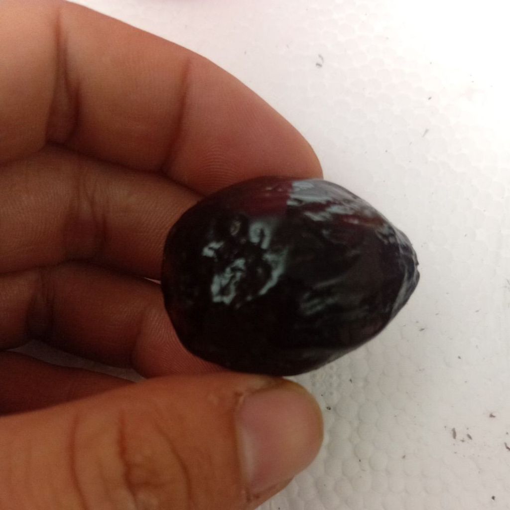 muncang adu Jawa anak tower