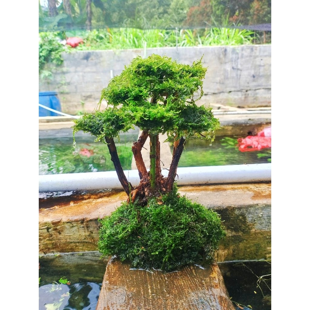 bonsai aquascape jungle tepy 1 aquascape