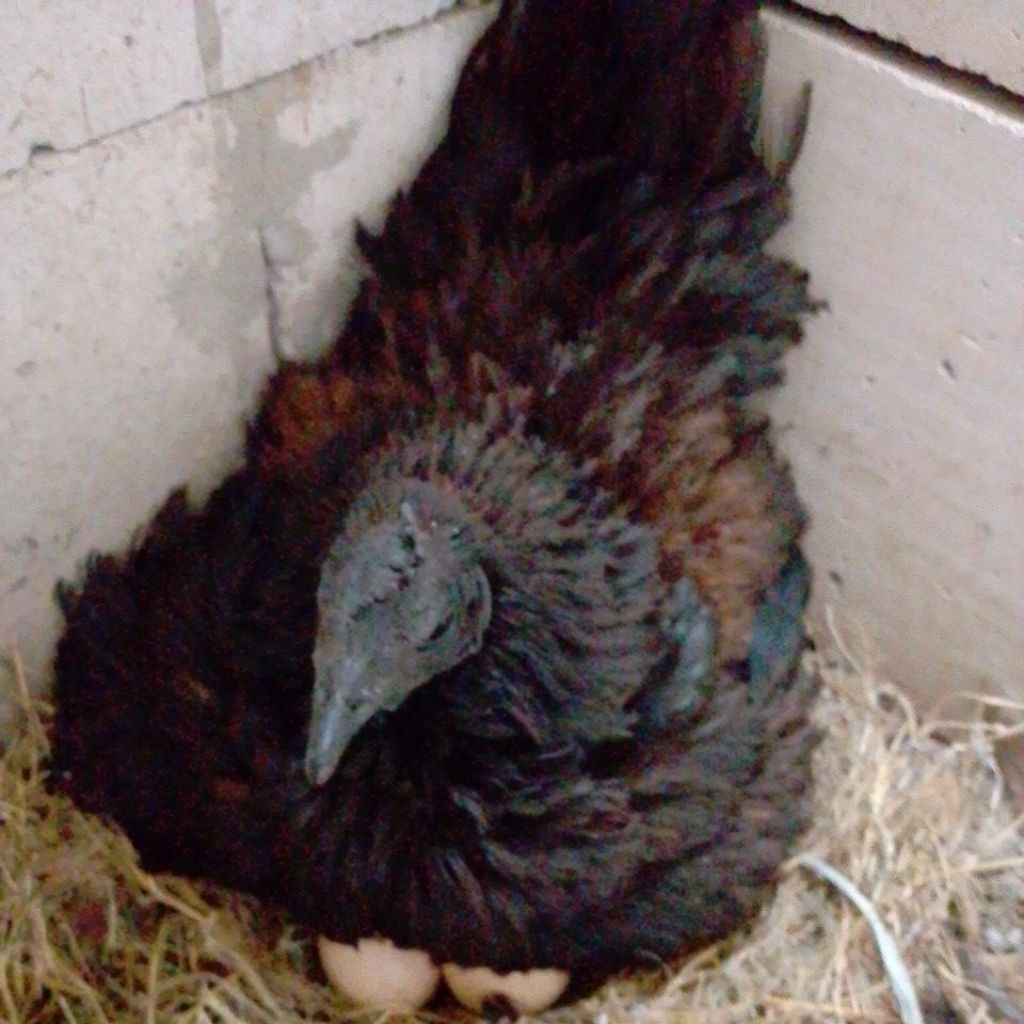 telur-ayam-cemani-fertil