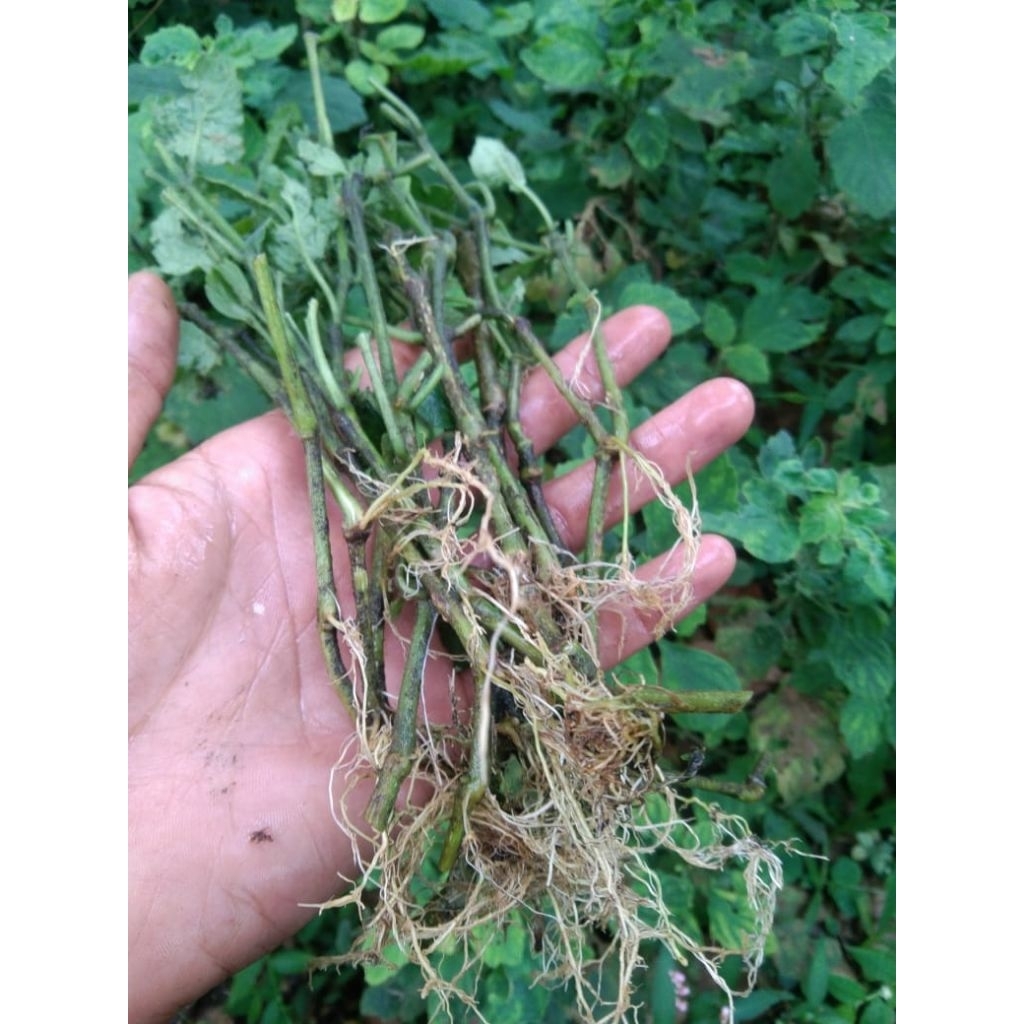 50 batang bibit nilem sudah berakar(variyates sidikalang)50batang