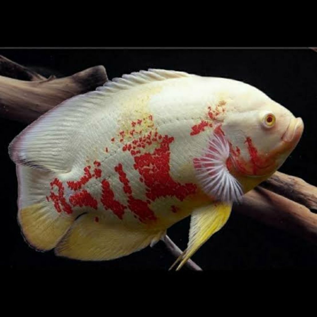 (Seafood) Oscar Tiger Albino Bulat SSB 13-15cm Hiasan Aquarium Instan
