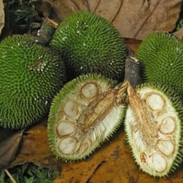 SAYUR KLUWIH 1 BUTIR/KLUWIH SAYUR LODEH/ SAYUR KLUWIH SEGAR/SAYUR KELUWIH/SAYUR KLUWIH PER BUAH/SAYU