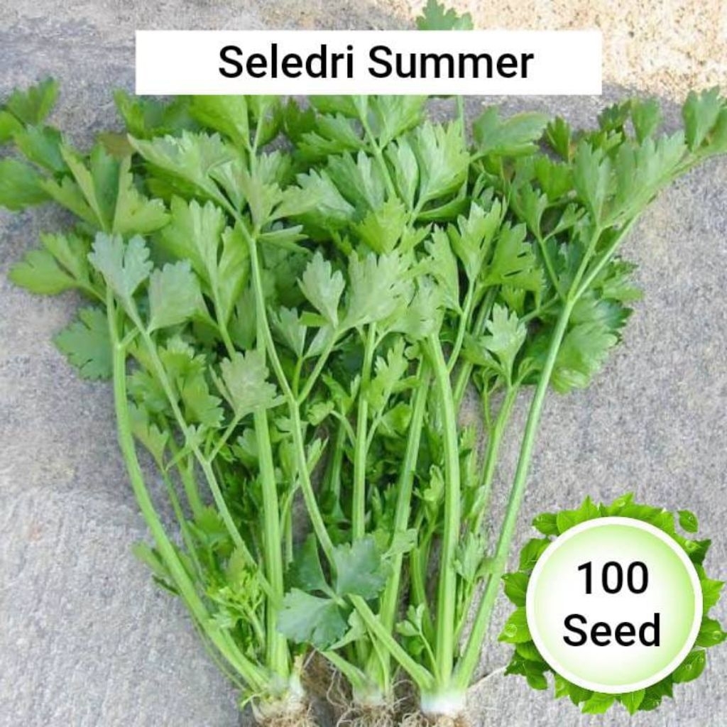 benih seledri summer 100 seed ( benih biji bibit tanaman sayuran)