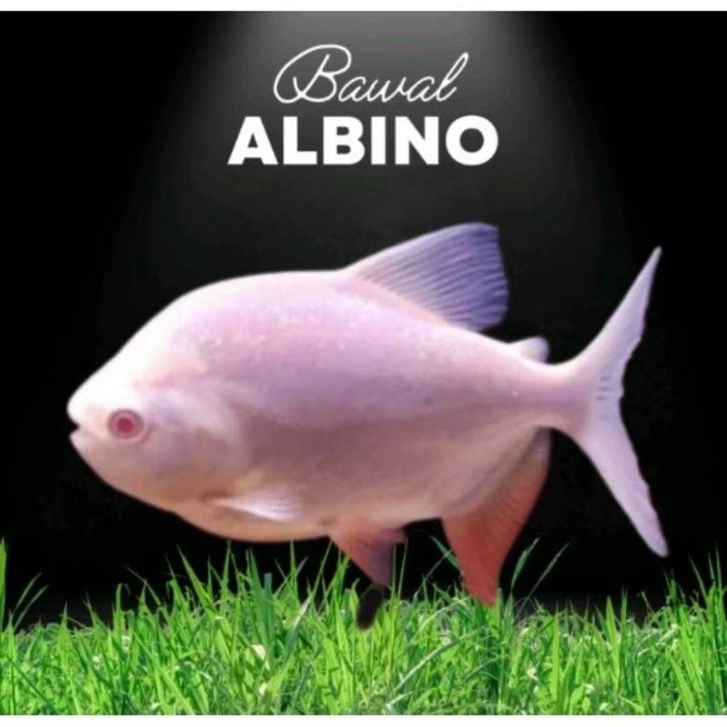 kebutuhan akuarium 5 pcs anakan bawal pacu albino