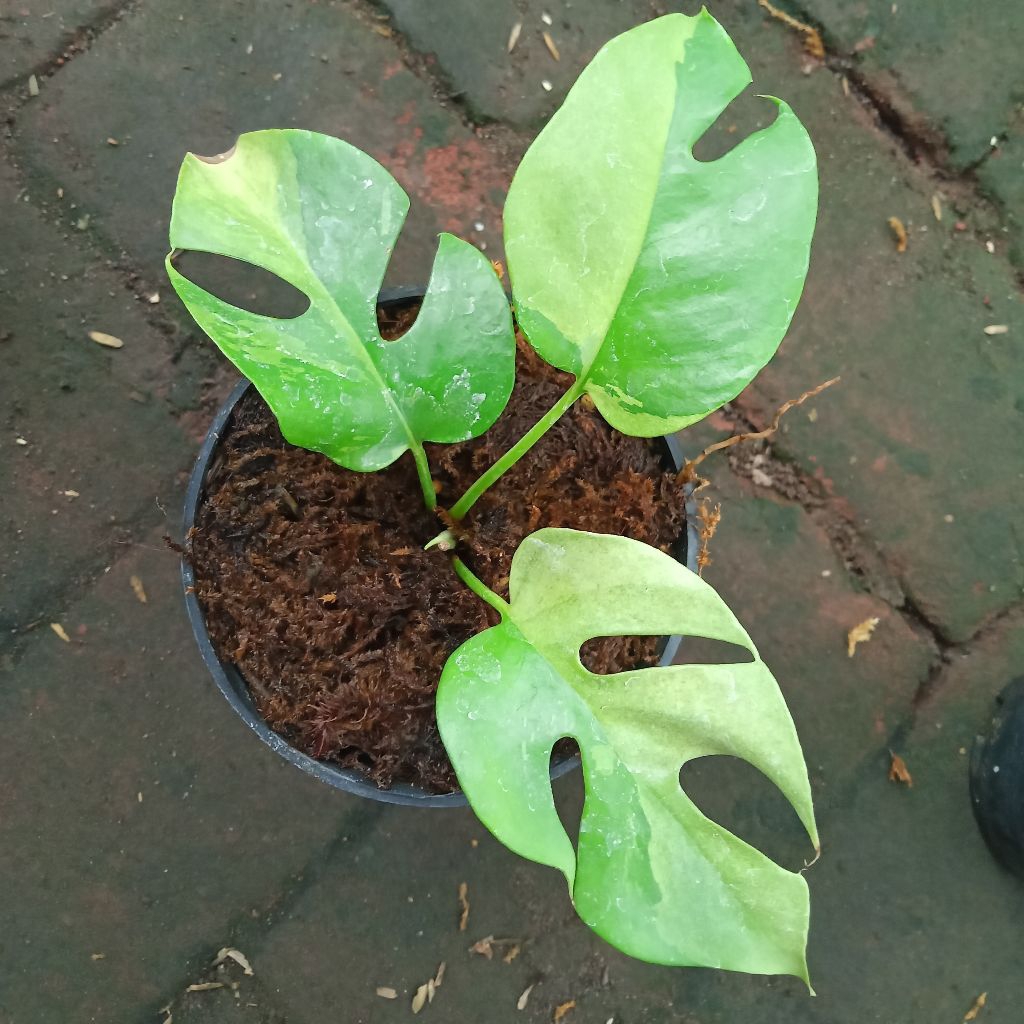 Rapidopora retrasperma varigata