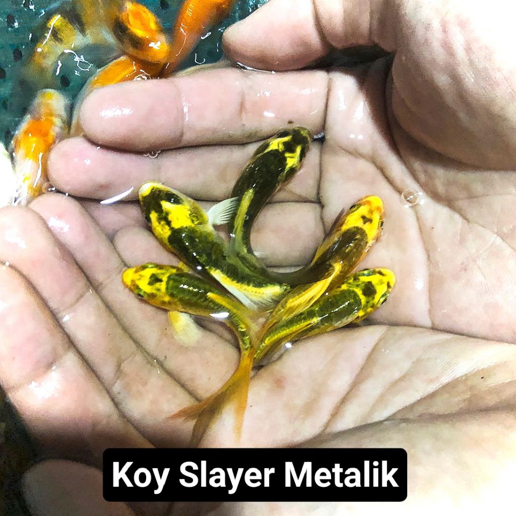 Ikan Hias Koi Metalik Slayer Bibit paketan 5 ekor