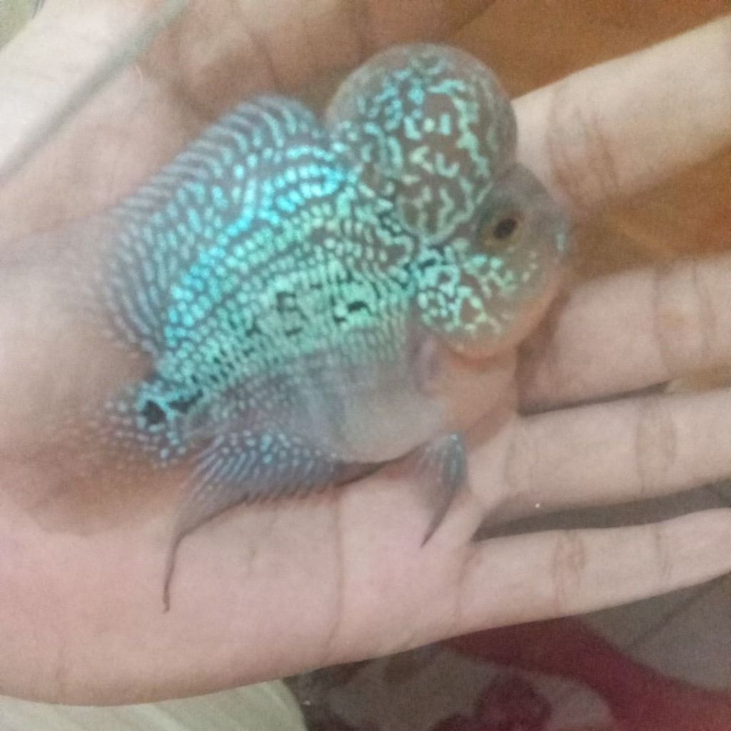 louhan bonsai super red dragon bomhead