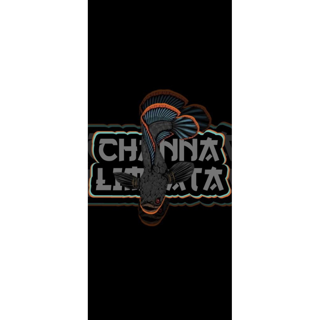 Chana Limbata