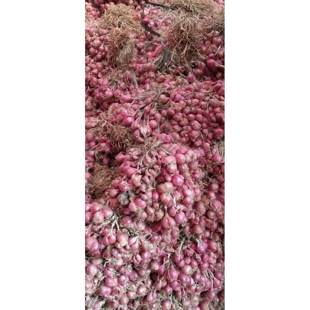 BAWANG MERAH NGANJUK