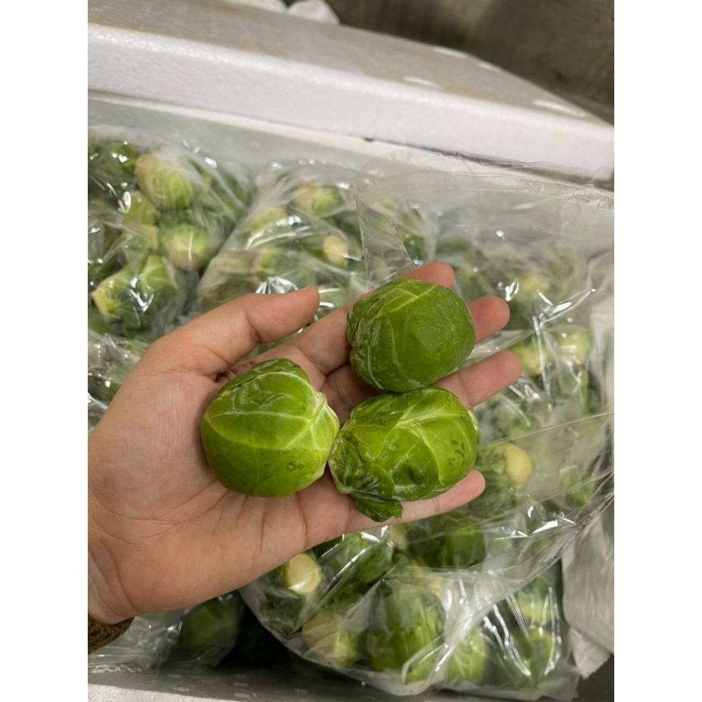 Brussel Sprout Fresh - kol mini - Kubis Mini - Brussel Sprout import