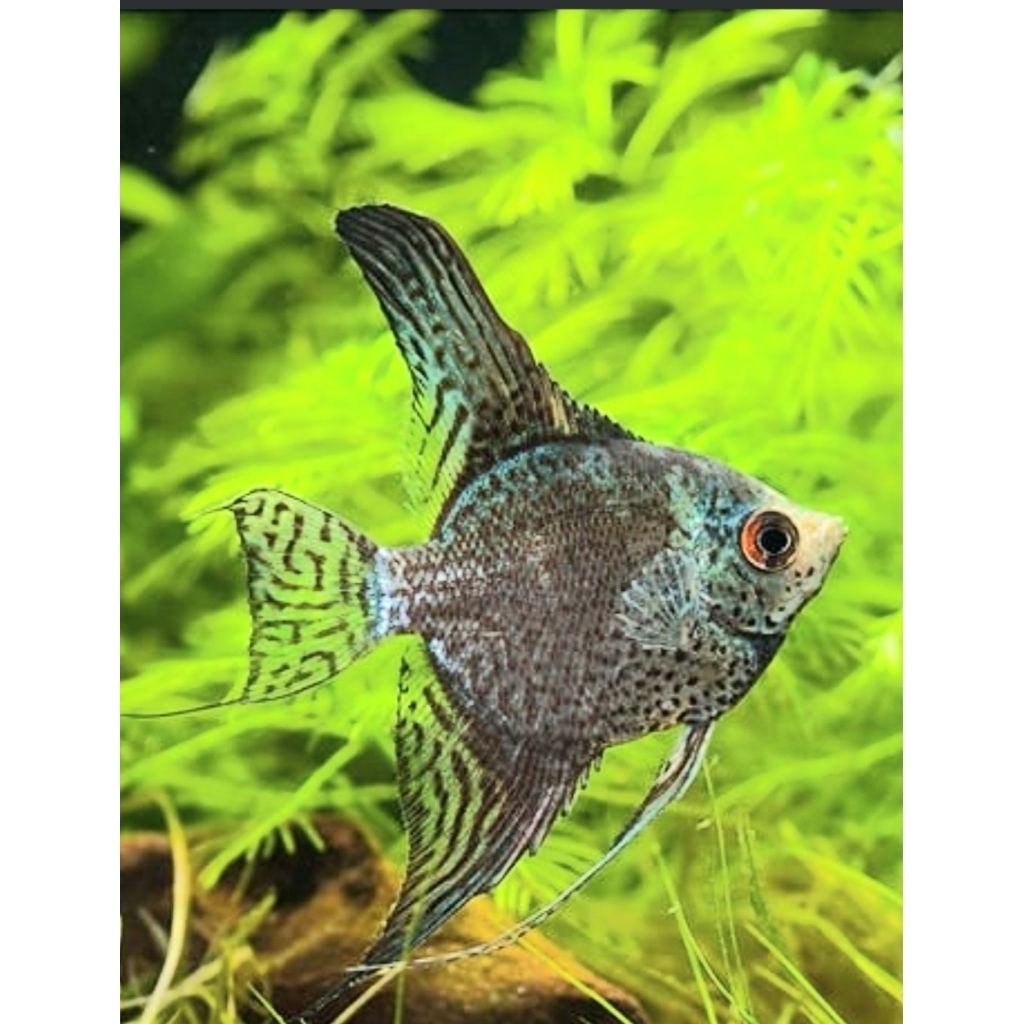 Hiasan akuarium manfish mokey leopard ikan hias air tawar aquascape