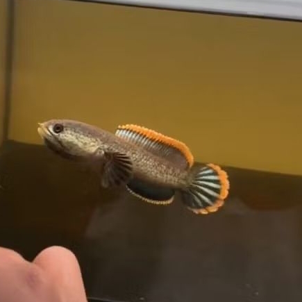 patung  channa limbata cb lawu x dot 4-6cm