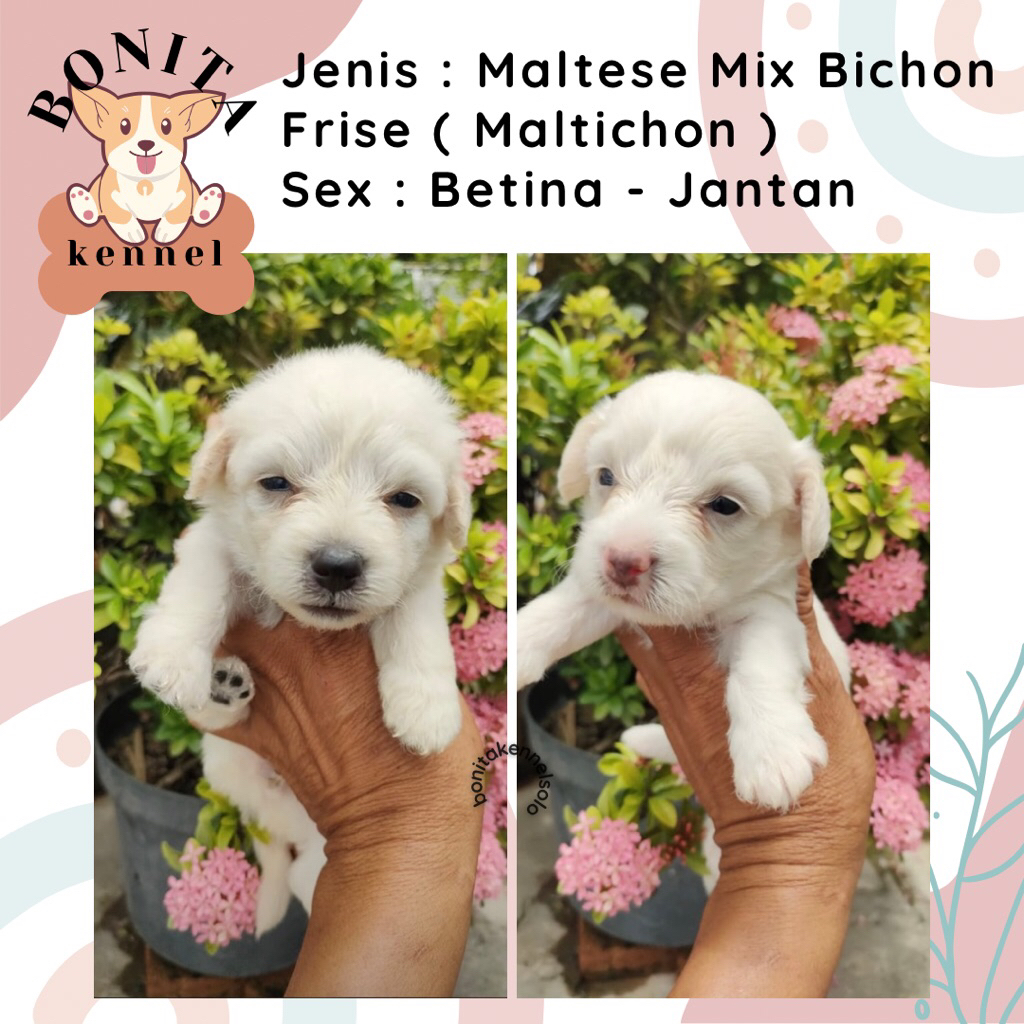 Maltichon Maltese Mix Bichon Frise Jantan Betina Anjing Maltis Bichon
