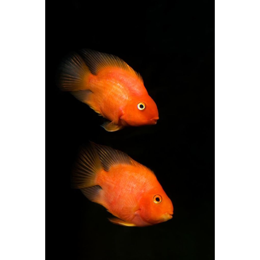 hiasan red parrot