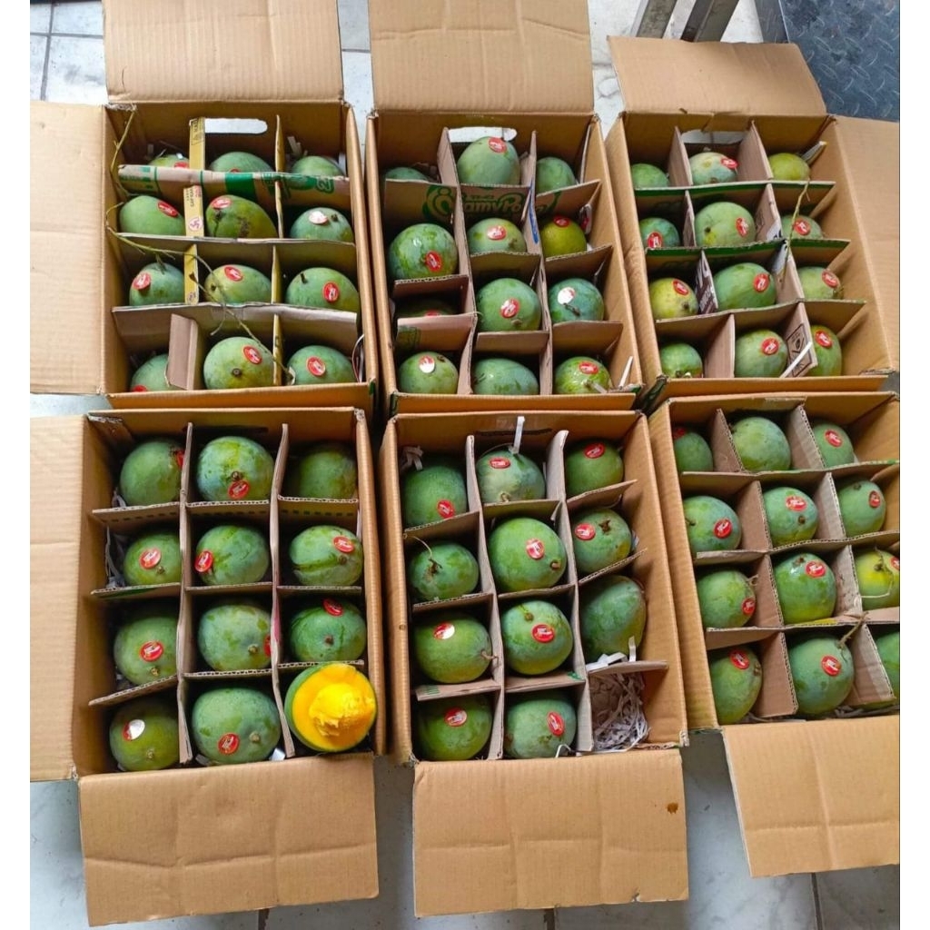 MANGGA ALPUKAT BANGIL PASURUAN