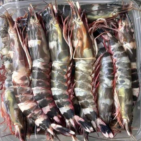 Udang Segar Udang 1Kg Udang Loreng Udang Windu Laut Seafood Udang Segar Shrimp