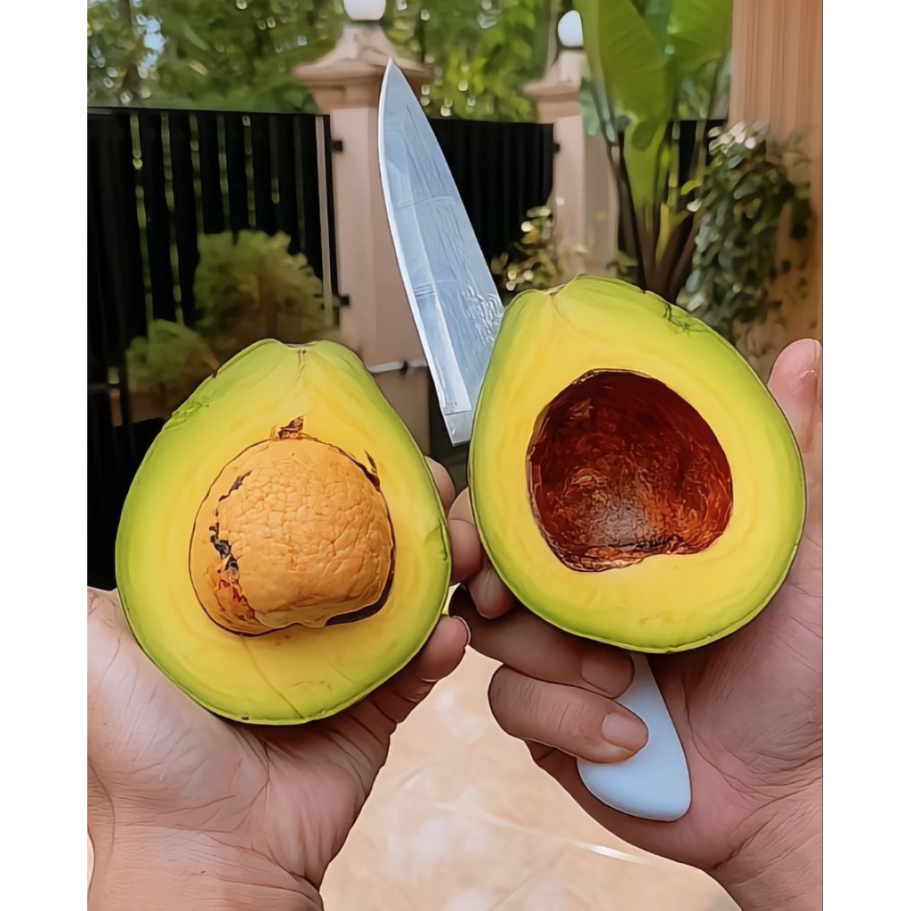 Alpukat Mentega Kelud / Grade C / Alpukat Blitar / Alpukat Kelud / Isi 7-8 Buah