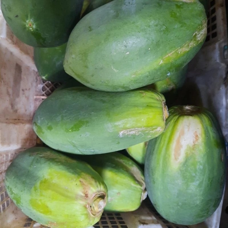 INSTAN Pepaya Muda / Paya Mentah / Pepaya Sayur