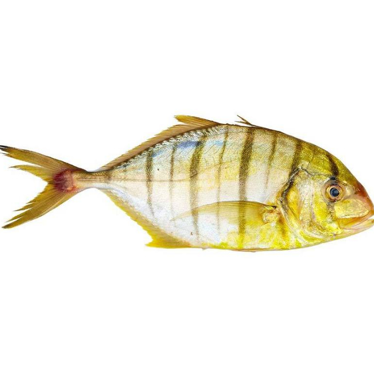 Ikan Kuwe Segar 1Kg Ikan Kuwe Manggali Seafood Ikan Laut Ikan Segar