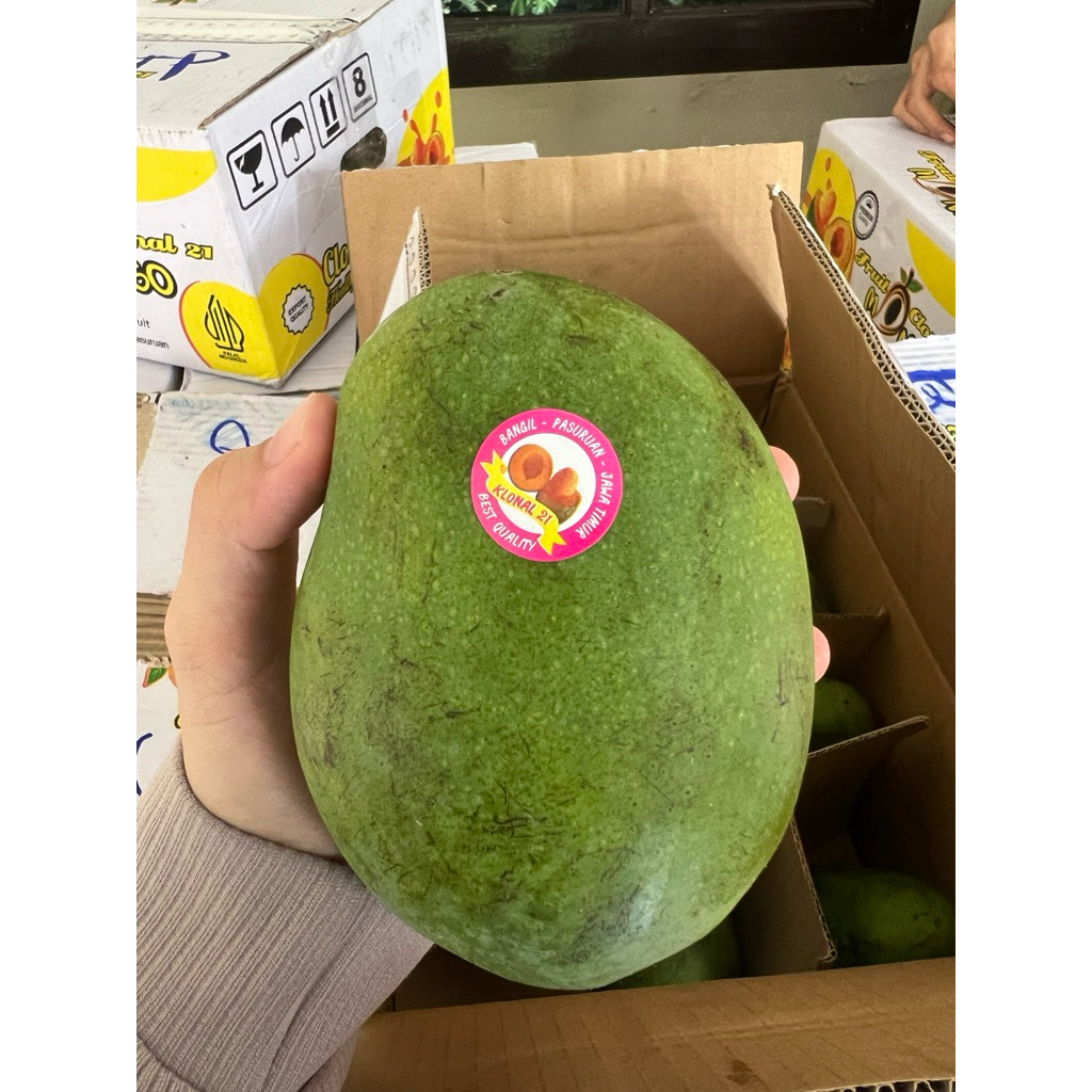 Mangga Alpukat Bangil Asli