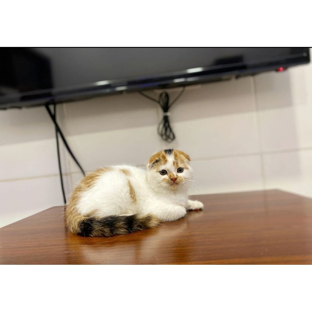 Scootish fold betina