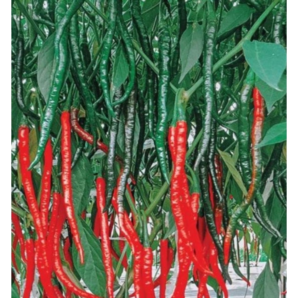 Benih Cabe Keriting Tinggi 2 Meter LOKAL LEGUM  Isi 15gram  Bibit Pilihan Para Petani