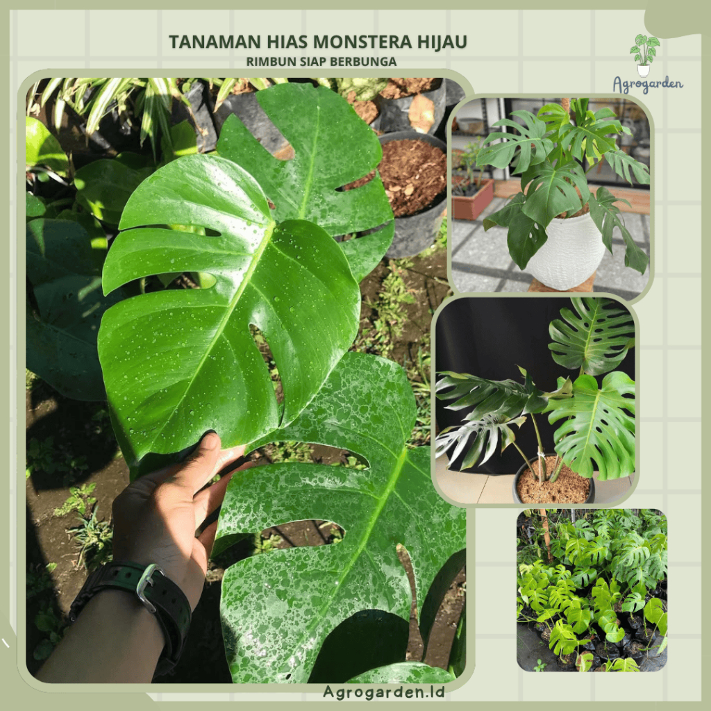 Monstera King Deliciosa Variegata-Monstera Deliciosa Tanaman Hidup-Daun Eksotis-Siap Tanam