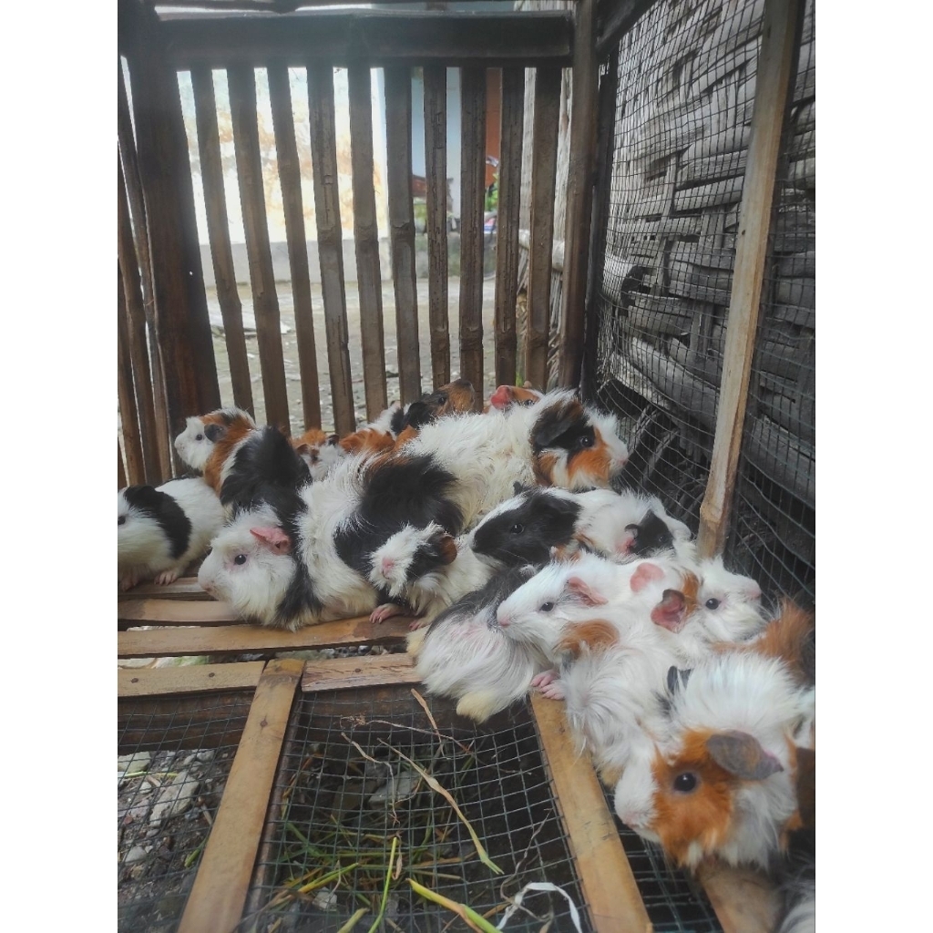 Marmut Hias Lokal dan Jabrik