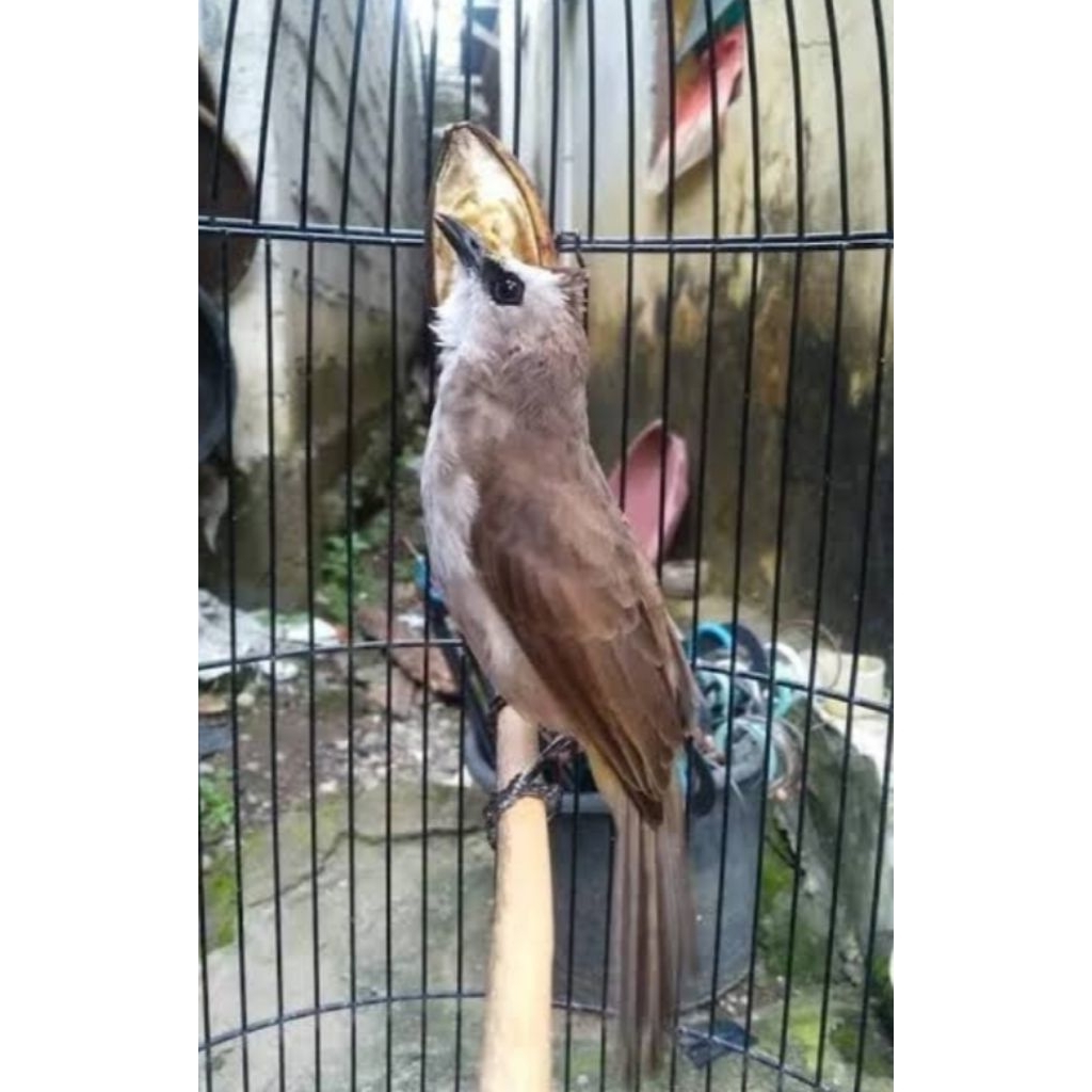burung trucukan jantan sudah bunyi