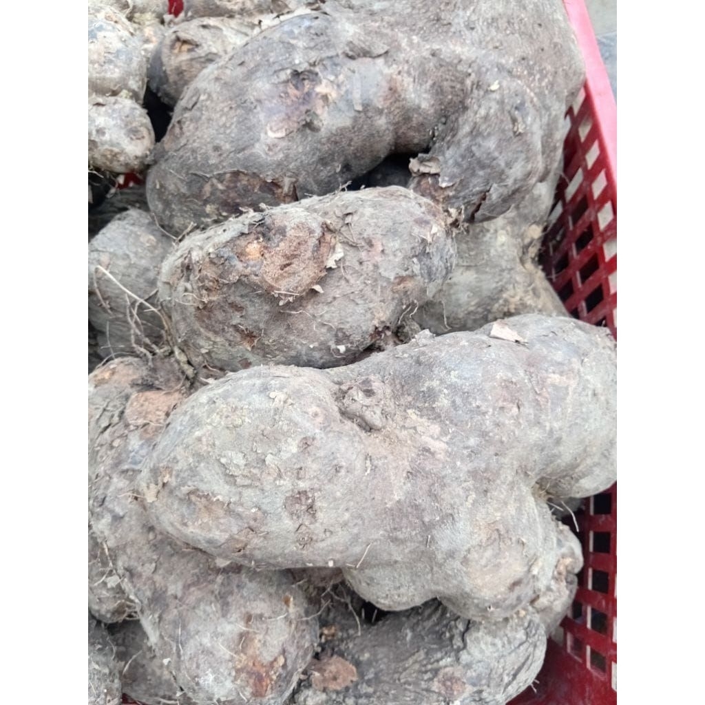 UWI JAWA, UWI LEGI PUTIH 1 KG