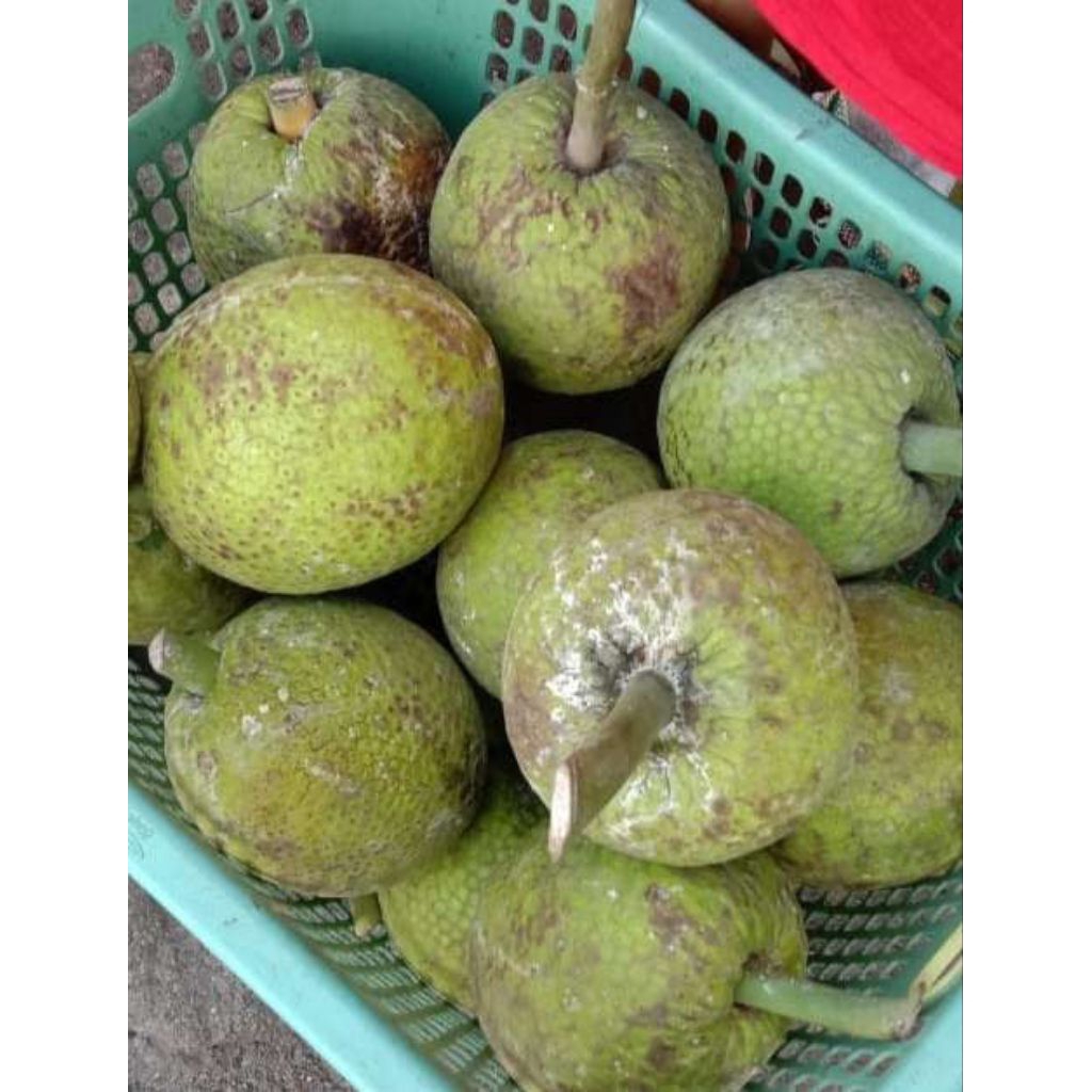 Buah Sukun Buah Roti